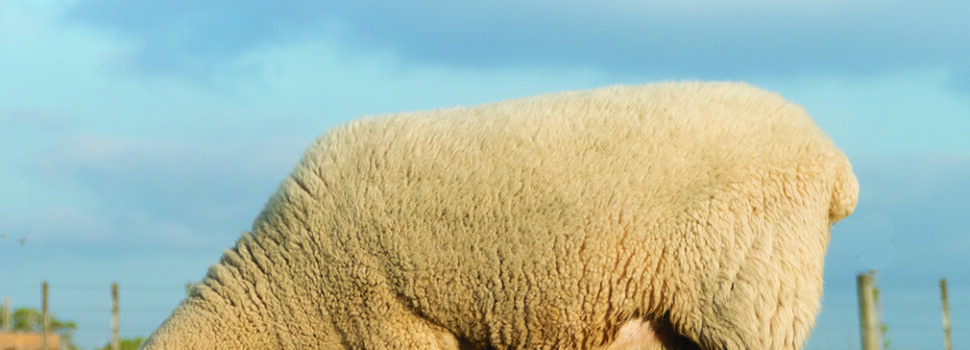 Why condition scoring and grazing decisions matter