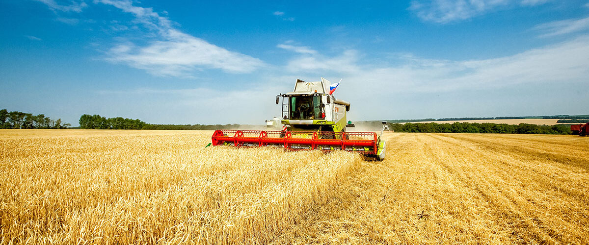 Heatwaves create harvest lottery as wheat yields diverge