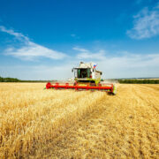 Heatwaves create harvest lottery as wheat yields diverge