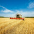 Heatwaves create harvest lottery as wheat yields diverge