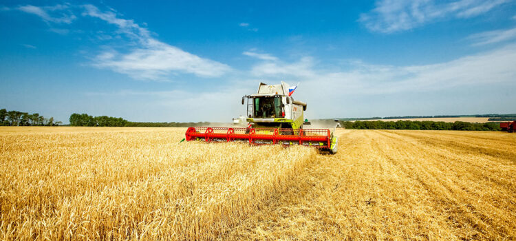 Heatwaves create harvest lottery as wheat yields diverge