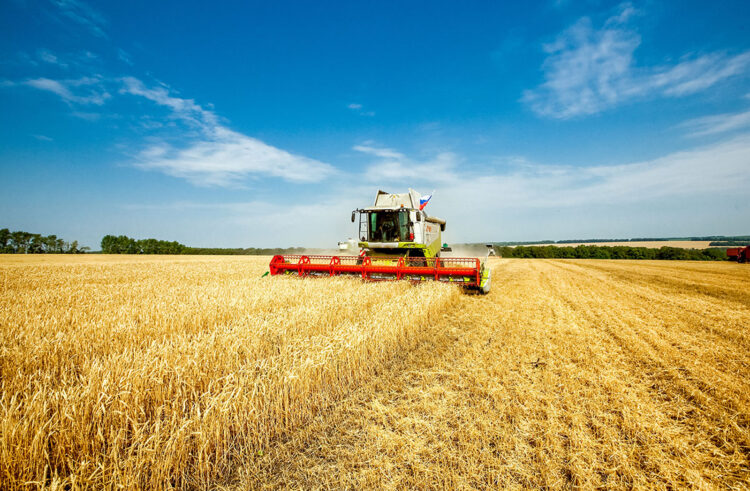 Heatwaves create harvest lottery as wheat yields diverge