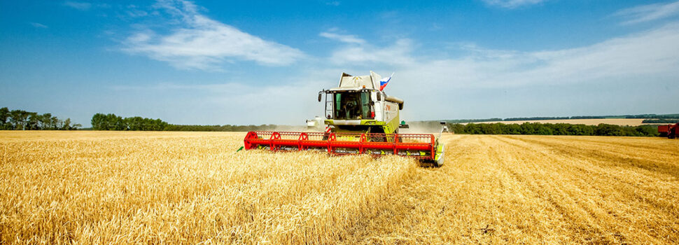 Heatwaves create harvest lottery as wheat yields diverge
