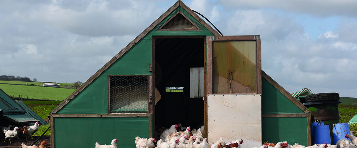 Funded vet scheme targets bird flu risk