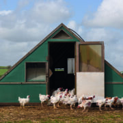 Funded vet scheme targets bird flu risk