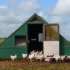 Funded vet scheme targets bird flu risk