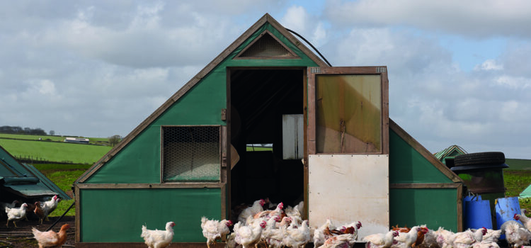 Funded vet scheme targets bird flu risk