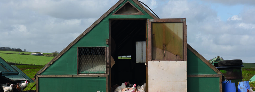 Funded vet scheme targets bird flu risk