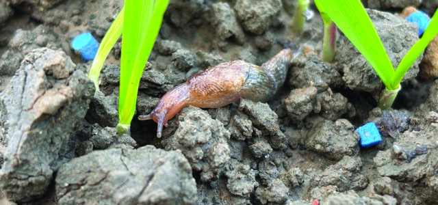 Rain revives slug threat to crops this autumn