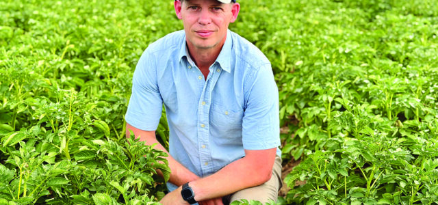 Late blight risk threatens potato crops as rain returns