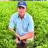 Late blight risk threatens potato crops as rain returns