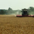 Sparkler shines with repeat orders after drought test