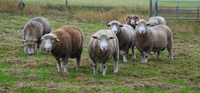Protect lamb output before tupping this season