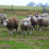 Protect lamb output before tupping this season