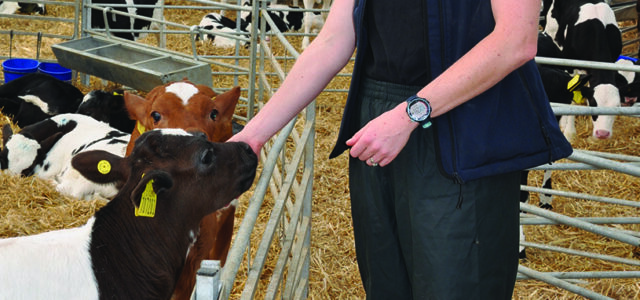 Hidden respiratory disease threatens calf growth