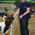 Hidden respiratory disease threatens calf growth