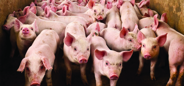 Pig producers take contract crisis to government