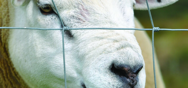 Five Ts for Tups: Don’t let ram fertility be an afterthought