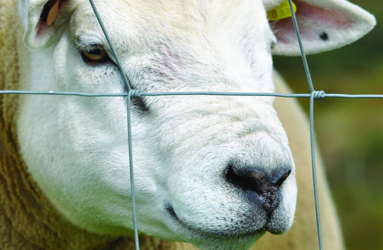 Five Ts for Tups: Don’t let ram fertility be an afterthought